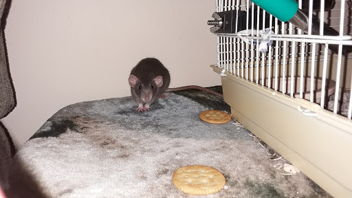 Pet Store «Pet Asylum», reviews and photos, 3700 U.S. 9, Howell, NJ 07731, USA