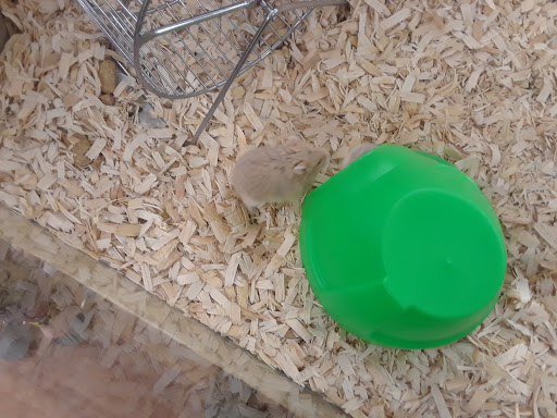 Pet Supply Store «Pet Supermarket, Inc.», reviews and photos, 598 N McCarran Blvd, Sparks, NV 89431, USA