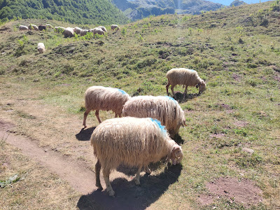 Ruisseau d'Espélunguère à Borce