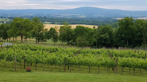 Winery «Mazzaroth Vineyard», reviews and photos, 8333 Myersville Rd, Middletown, MD 21769, USA
