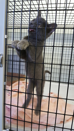 Animal Protection Organization «Humane Society-Black Hills», reviews and photos