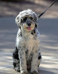 Imagine the Memories Photography - Photo 3 - Car repair in , San Tan Valley