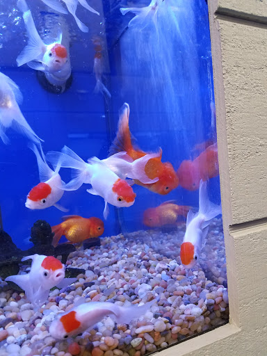 Tropical Fish Store «Stingray Bay», reviews and photos, 17800 E 9 Mile Rd, Eastpointe, MI 48021, USA