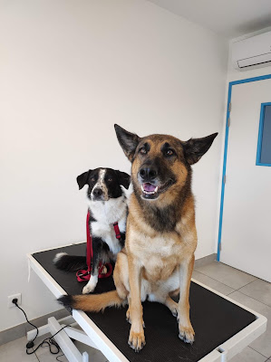 Clinique Vétérinaire des 2 chênes à Viviers-lès-Montagnes