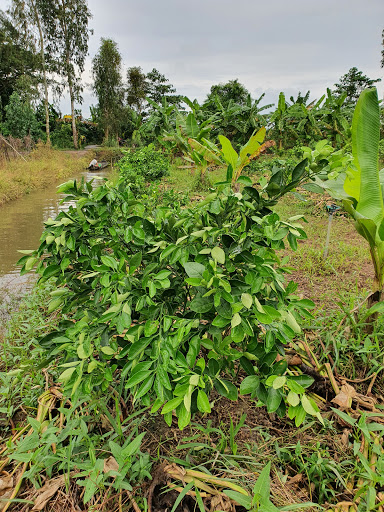 Cara cara Orange Garden