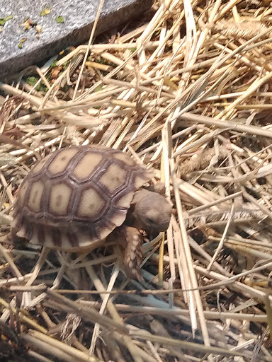 Pet Store «Leesburg Pet Center», reviews and photos, 959 N 14th St, Leesburg, FL 34748, USA