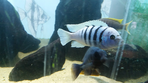 Pet Supply Store «Wet Spot Tropical Fish», reviews and photos, 4310 NE Hancock St, Portland, OR 97213, USA