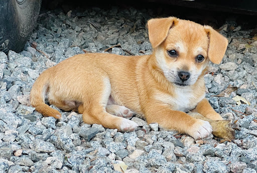 Lindsays Charming Chi Love