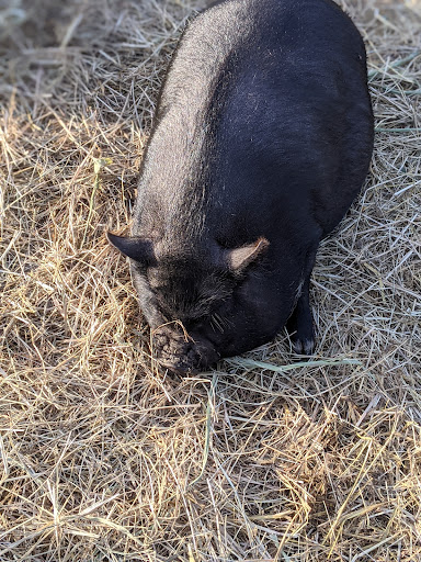 Farm «Bella Organic Farm», reviews and photos, 16205 NW Gillihan Rd, Portland, OR 97231, USA