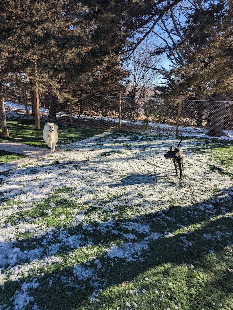 Canine Field of Dreams