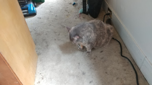 Pet Store «12th & Spring Pet Shop», reviews and photos, 1000 N 12th St, Reading, PA 19604, USA