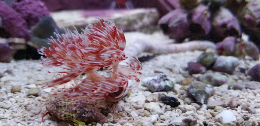 Pet Store «Fish 4 U», reviews and photos, 4010 Highland Dr #1, Millcreek, UT 84124, USA