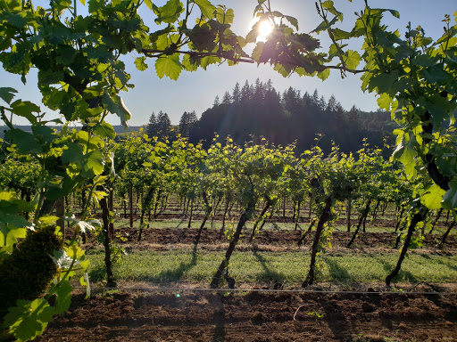 Vineyard «Willamette Valley Vineyards», reviews and photos, 8800 Enchanted Way SE, Turner, OR 97392, USA