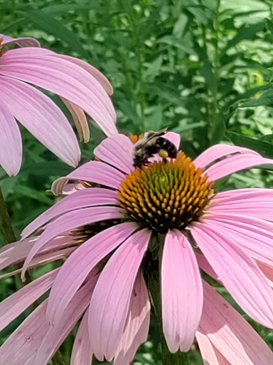 Nature Preserve «Bow in the Clouds Preserve», reviews and photos, 1805 Nazareth Rd, Kalamazoo, MI 49048, USA