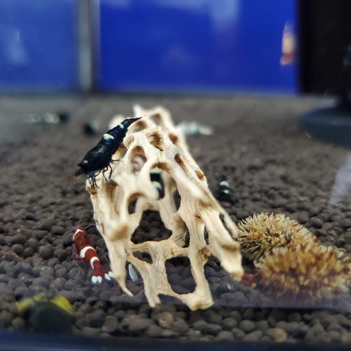 Pet Store «Pet Town», reviews and photos, 7804 Florence Ave, Downey, CA 90240, USA