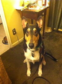 In Home Pet Services of Forest Hills - Photo 4 - Car repair in Glendale, NY, New York