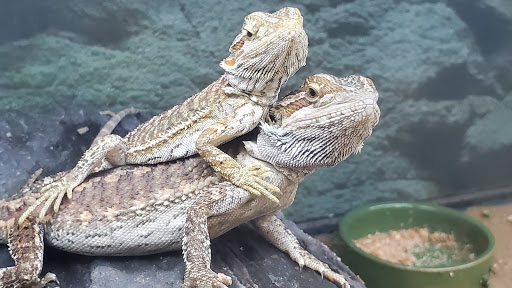 Pet Supply Store «Petco Animal Supplies», reviews and photos, 18578 Coastal Hwy #12, Rehoboth Beach, DE 19971, USA