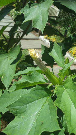 Museum «Voelker Orth Museum», reviews and photos, 14919 38th Ave, Flushing, NY 11354, USA