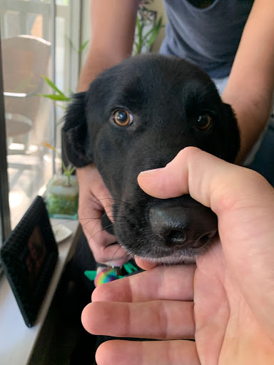 Pet Store «Downtown Pawz», reviews and photos, 1623 Main St #106, Dallas, TX 75201, USA