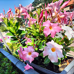 Photo n°1 de l'avis de Lia.l fait le 23/08/2023 à 11:08 sur le  Ristorante Il Pirata à San Fedele Intelvi