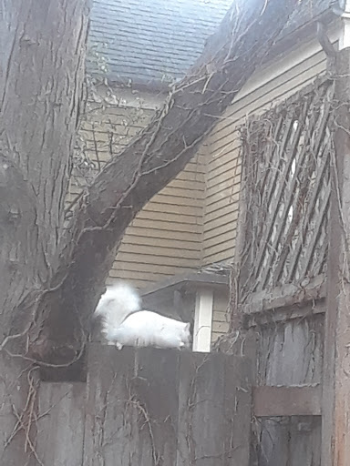 Dog Walker «Lucky Dog Pet Care», reviews and photos, 2420 Stevens Ave, Minneapolis, MN 55404, USA