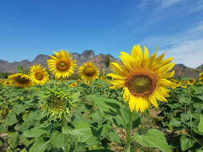 ทุ่งทานตะวัน Sunflower Field