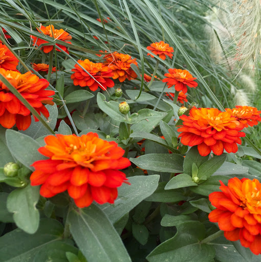 Park «Civic Center Park», reviews and photos, 101 14th Avenue, Denver, CO 80204, USA