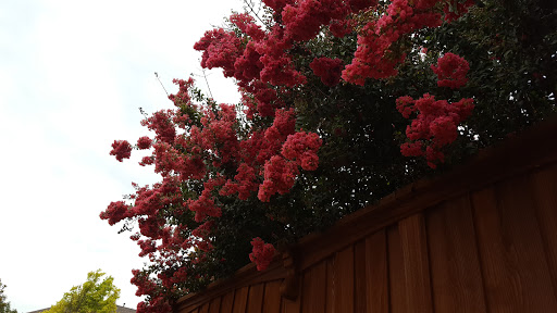 Park «Russell Creek Park», reviews and photos, 3500 McDermott Rd, Plano, TX 75025, USA