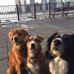 Photo of Mobile Mutts
