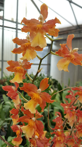 Florist «Dr Delphinium Flower & Orchid House», reviews and photos, 513 W Campbell Rd, Richardson, TX 75080, USA