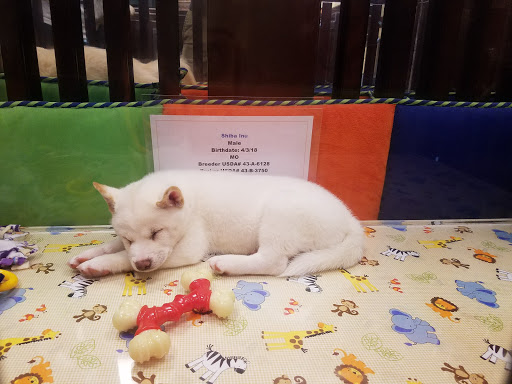 Pet Store «Charm City Puppies», reviews and photos, 8205 Snowden River Pkwy, Columbia, MD 21045, USA