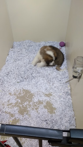 Pet Store «The Pet Shop», reviews and photos, 1988 MacArthur Rd, Whitehall, PA 18052, USA