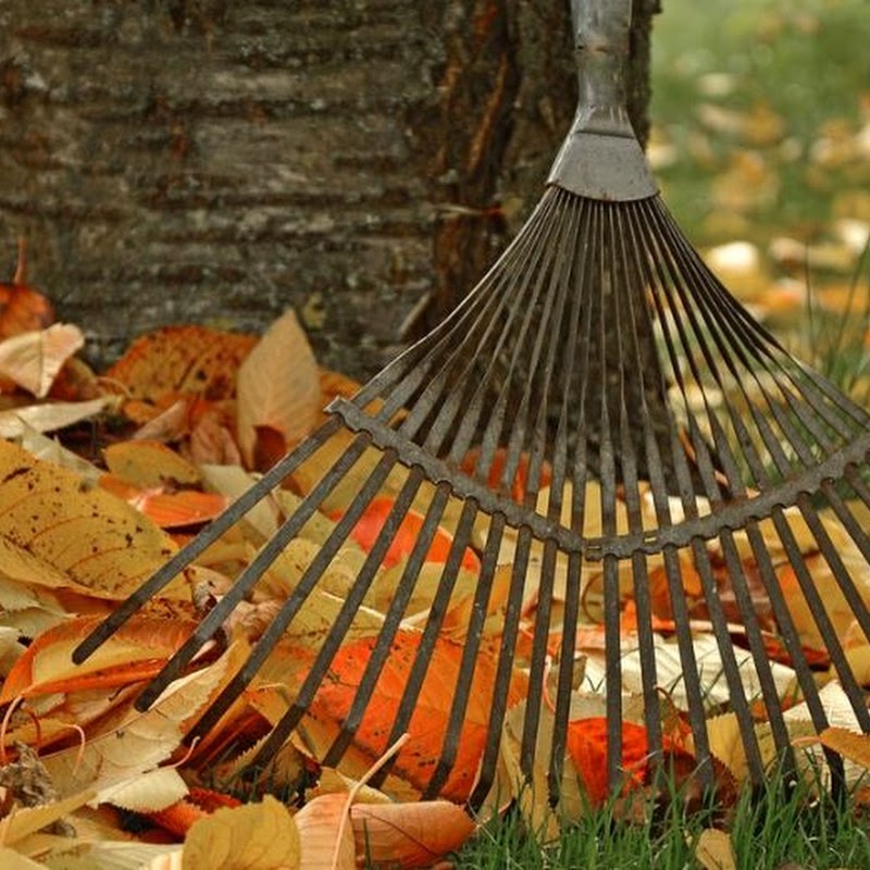 Fall Cleanup Service Nanaimo