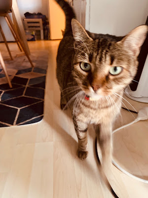 Pet Sitter - L'Amie De Vos Animaux à Talange