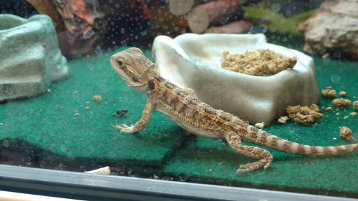 Pet Supply Store «PetSmart», reviews and photos, 291 Skokie Blvd, Northbrook, IL 60062, USA