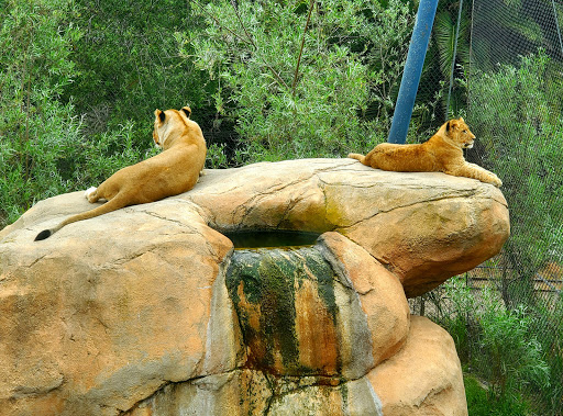 Zoo «Santa Barbara Zoo», reviews and photos, 500 Ninos Dr, Santa Barbara, CA 93103, USA