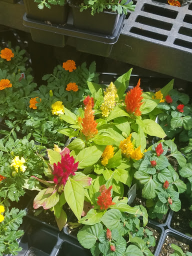 Department Store «Walmart Supercenter», reviews and photos, 5801 Main St, Zachary, LA 70791, USA