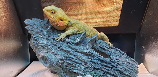 Pet Store «Fish Bowl», reviews and photos, 2117 E Race Ave, Searcy, AR 72143, USA