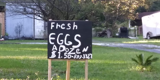 National Forest «Francis Marion National Forest», reviews and photos, 2967 Steed Creek Rd, Huger, SC 29450, USA