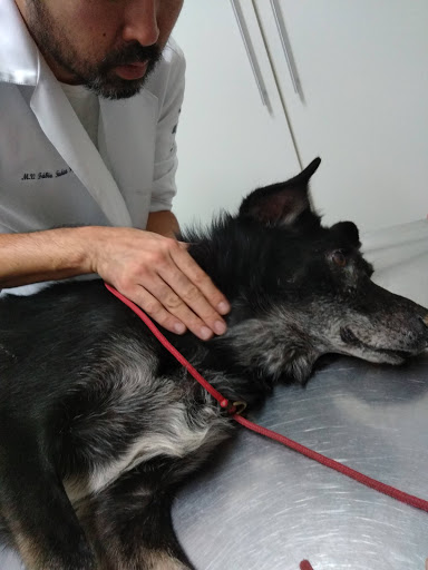 Trilha Animal Centro Veterinário em São Paulo - SP