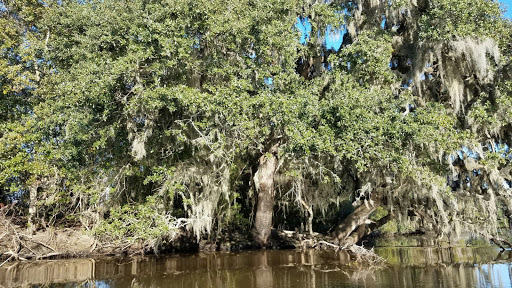 Tourist Attraction «Swamp Tours», reviews and photos, 35019 Alligator Bayou Rd, Prairieville, LA 70769, USA