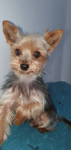 Clínica Veterinaria Portixol en Palma