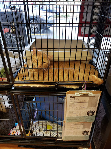 Pet Valu, 2660 Egypt Rd, Norristown, PA 19403, USA, 