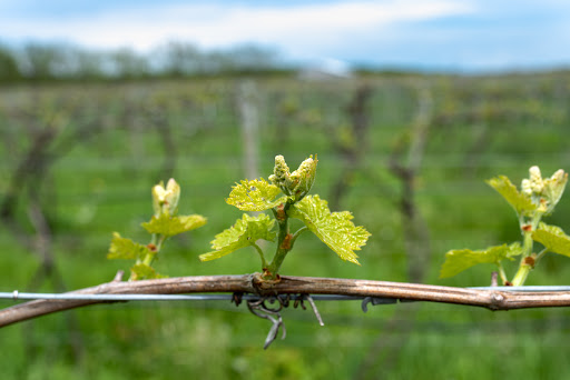 Winery «Treleaven Wines», reviews and photos, 658 Lake Rd, King Ferry, NY 13081, USA