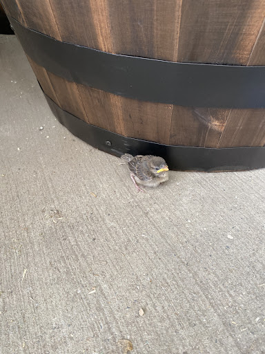 Home Improvement Store «The Home Depot», reviews and photos, 8053 Challis Rd, Brighton, MI 48116, USA