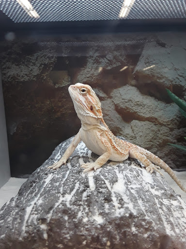 Pet Supply Store «Petco Animal Supplies», reviews and photos, 12801 Chenal Pkwy, Little Rock, AR 72211, USA