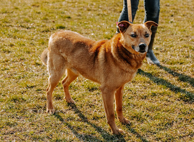TOZ Schronisko dla Bezdomnych Zwierząt we Wrocławiu - Wrocław