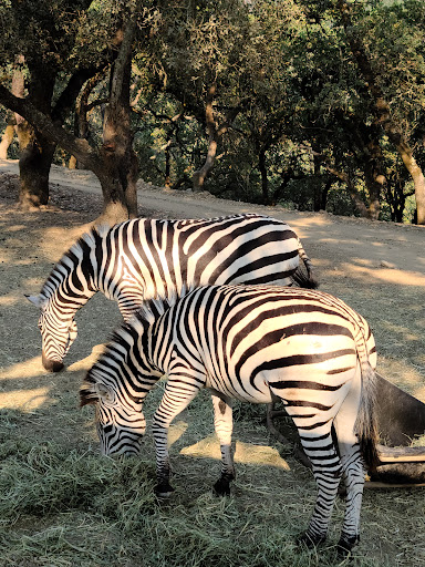 Tourist Attraction «Safari West», reviews and photos, 3115 Porter Creek Rd, Santa Rosa, CA 95404, USA