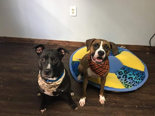 Animal House Grooming