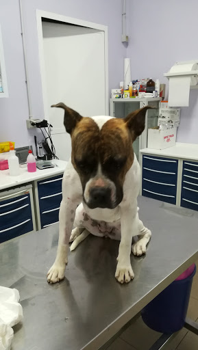 Pensioni per cani e dog hotel a Clinica Veterinaria Dr. Lax